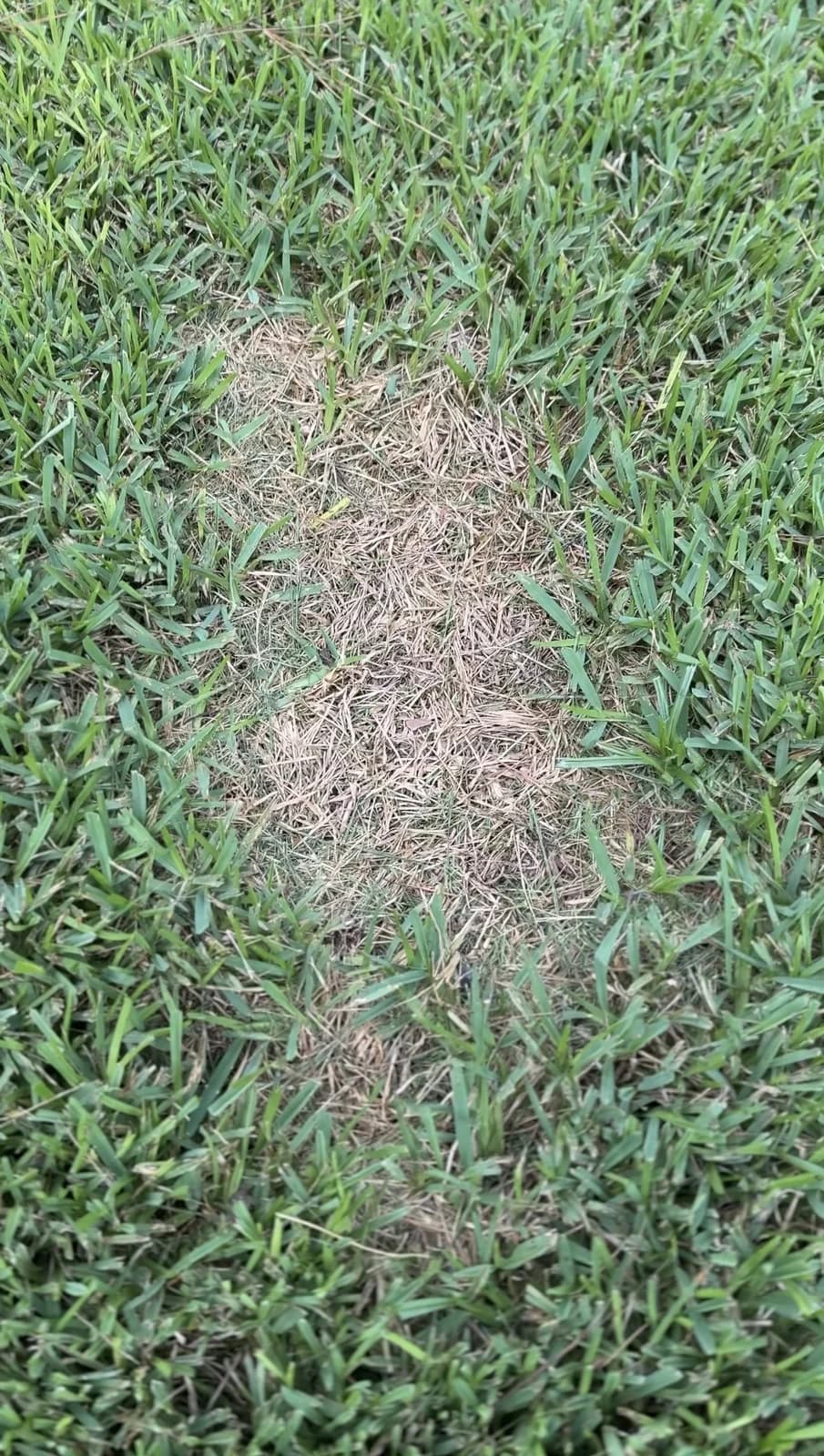 Day 0 debris-covered bare patch before YardDay preparation