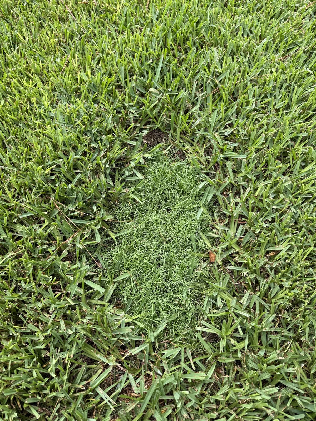 Day 14 YardDay internal patch test showing continued green growth