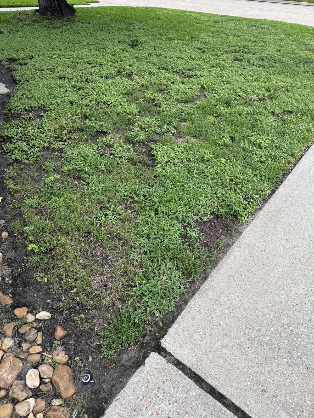 Day 14 lawn progress
